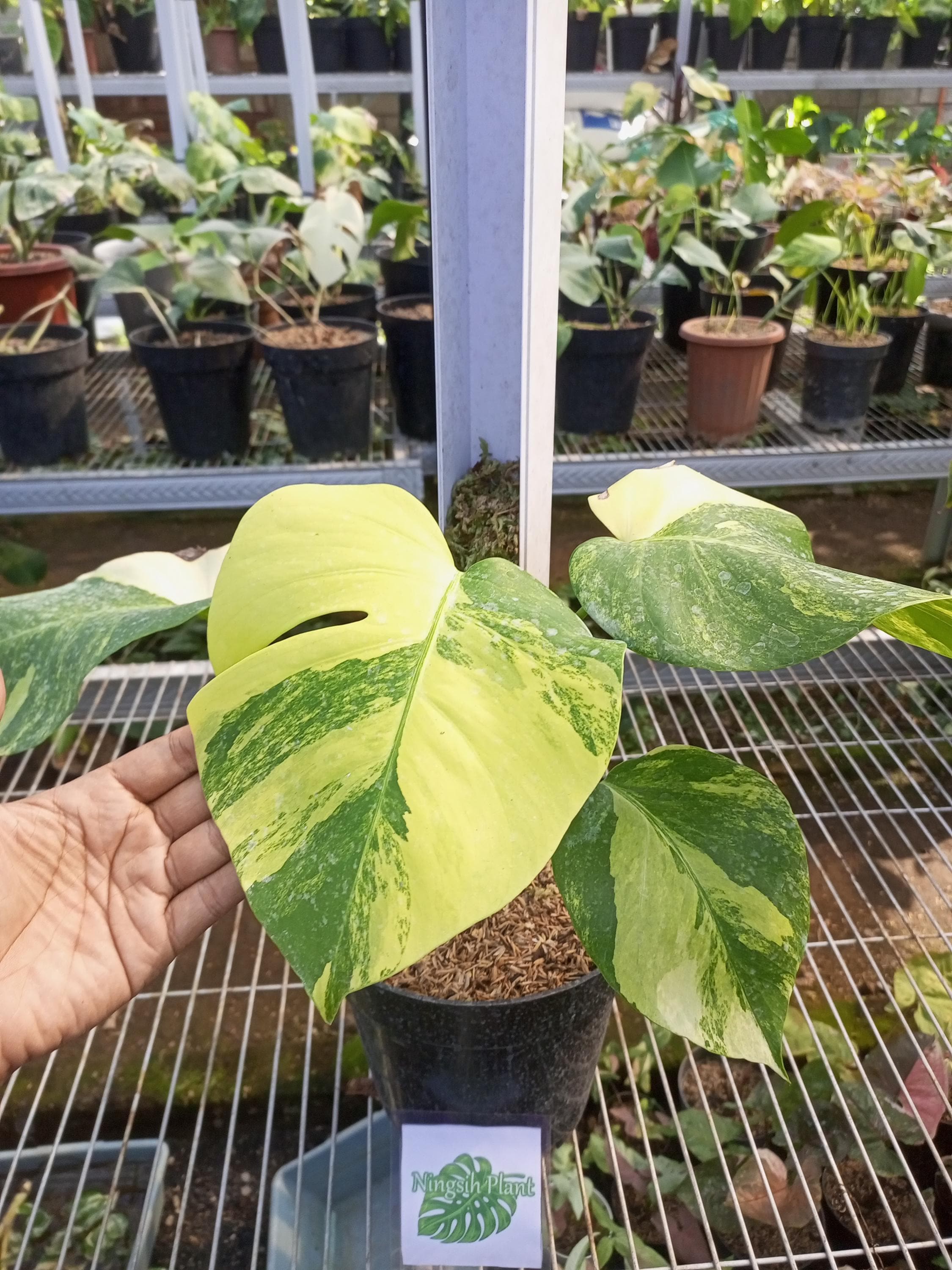 現品 モンステラ オーレア マルマラータ 89番 斑入り 希少 レア 観葉