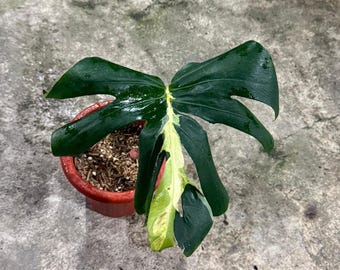 monstera mosaic Monstera Adansonii 'Wide Form' - Swiss Cheese Plant main image 0
