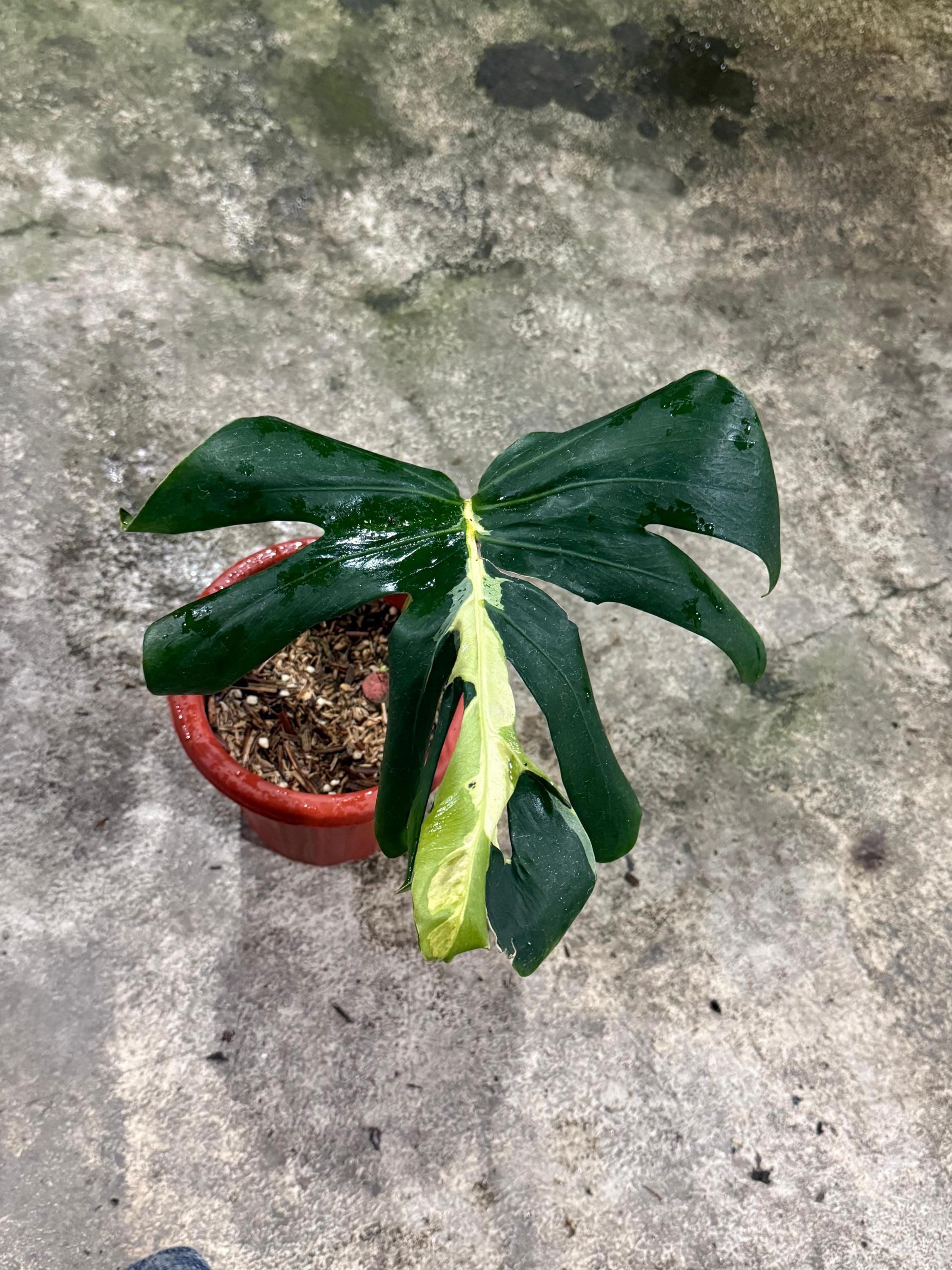 Monstera white lava - Etsy 日本