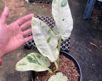 Philodenron Orlando Variegated Real picture