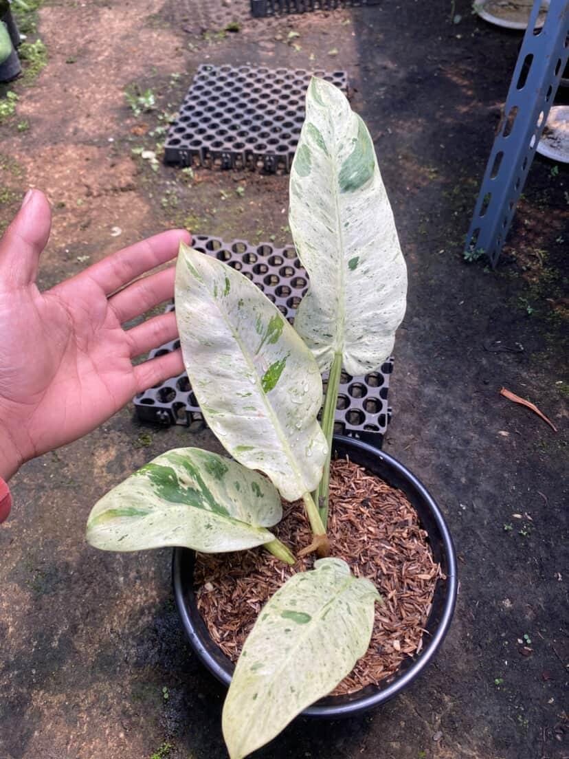 Philodendron Orlando Variegated - Etsy