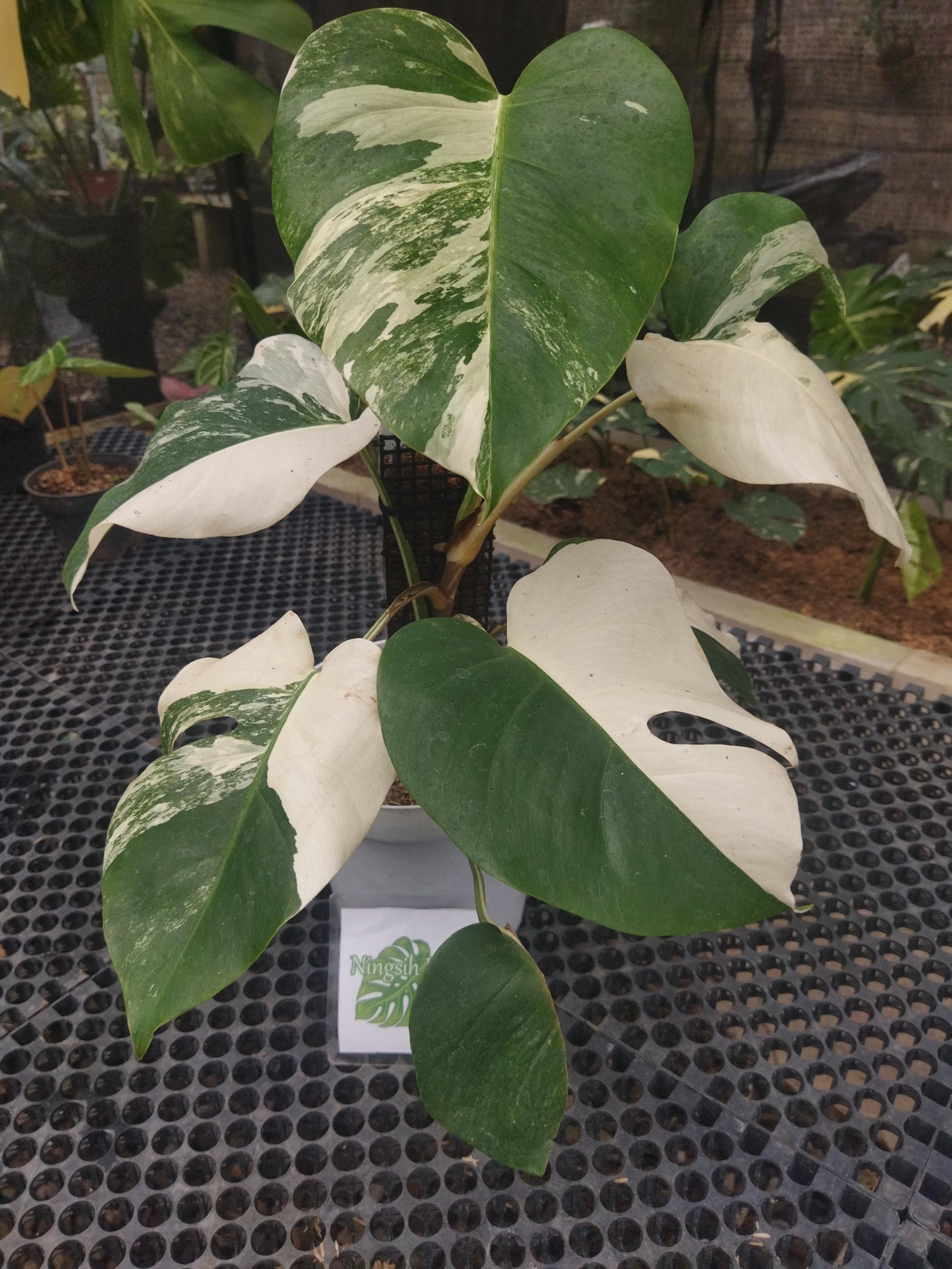 Monstera oceana - Etsy 日本