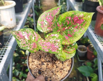 Aglaonema Pictum Tricolor Starter Plant (ALL STARTER PLANTS
