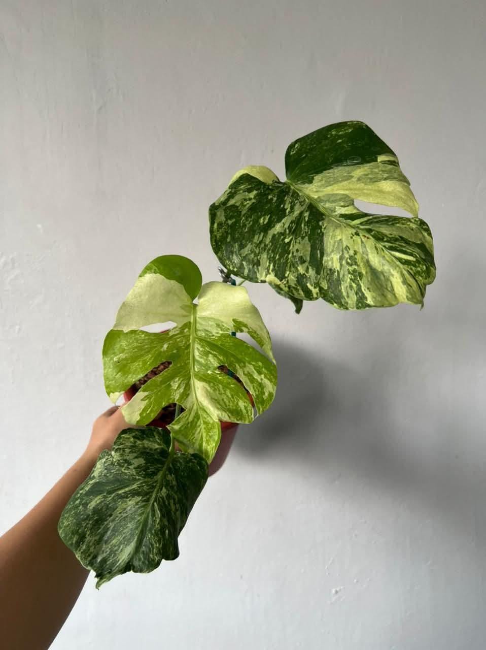 Monstera Oceana - Etsy