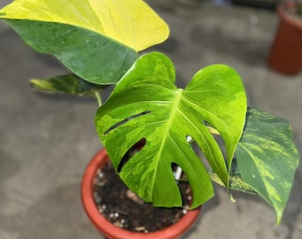 Monstera Lemon Pompom I US Seller | Pick Your Plant - Etsy