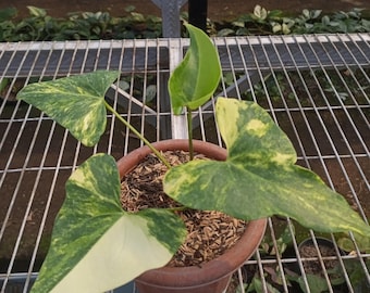 US Seller Anthurium Pterodactyl Variegated - Etsy