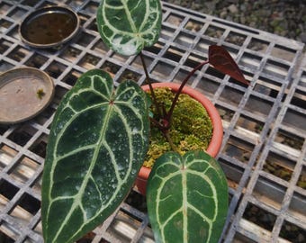 Faktiskt foto Anthurium Red Michelle NSE | levande tropisk växt