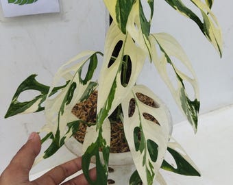 Immagine reale di Monstera Adansoni Albo Variegato