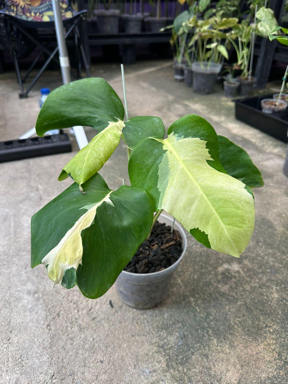 モンステラ ホワイトラヴァ 3枚葉 モンステラ ホワイトラヴァ 3枚葉 Monstera white lava - Etsy 日本