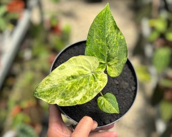 Anthurium Papillilaminum Hybrid Aurea Variegated Real picture | RARE PLANT