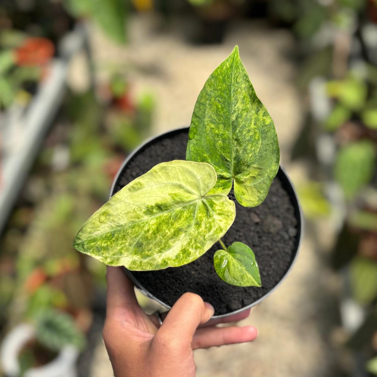 Anthurium papillilaminum - Etsy 日本