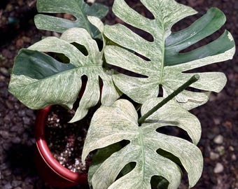 Echte foto Monstera Mint Bont Groot formaat