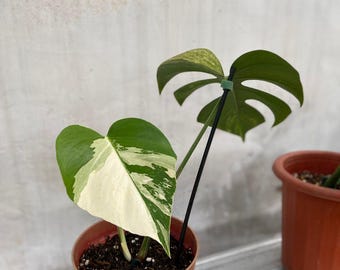 Real Picture Monstera Jungle Menthe Panaché