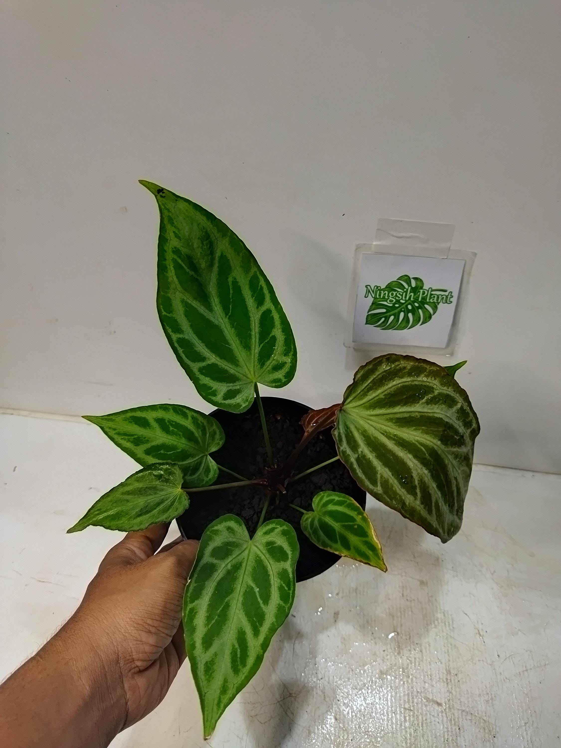 Anthurium silver blush - Etsy 日本