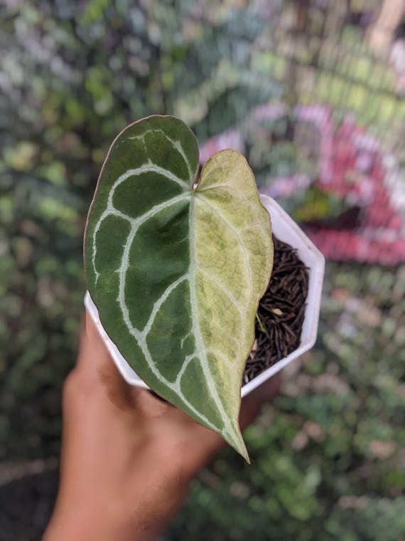 Anthurium Papillilaminum X Crystallinum Variegated 1 Leaf Real picture