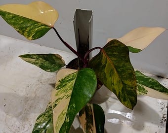 Planta real Philodenron Strawberry Shake Beauty Abigarrada / Planta tropical viva