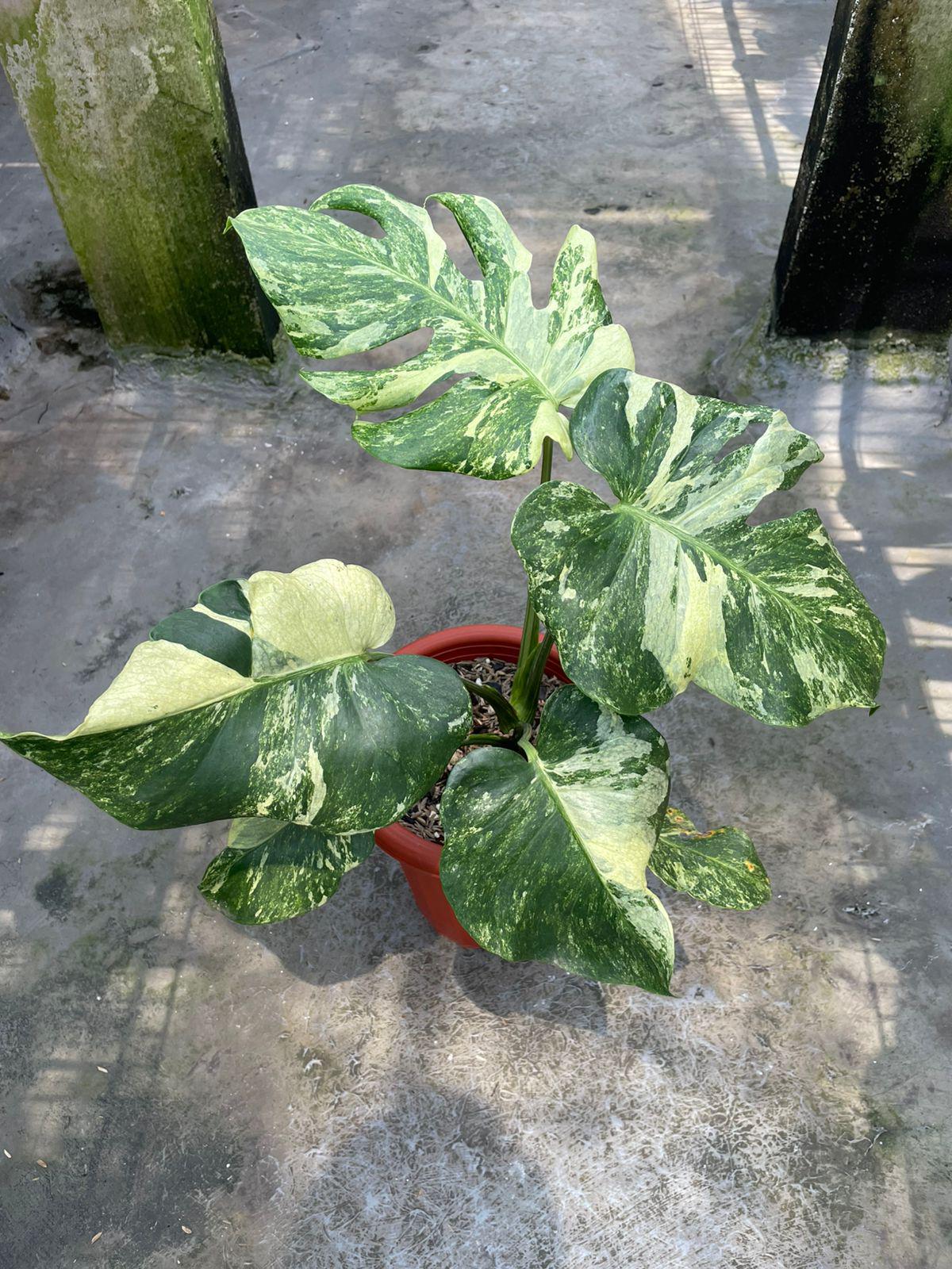 Monstera Oceana - Etsy