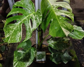 philodendron pedatum glad hands Philodendron Glad Hands by Plant Circle – Medium, Approx. 30.0cm heigh