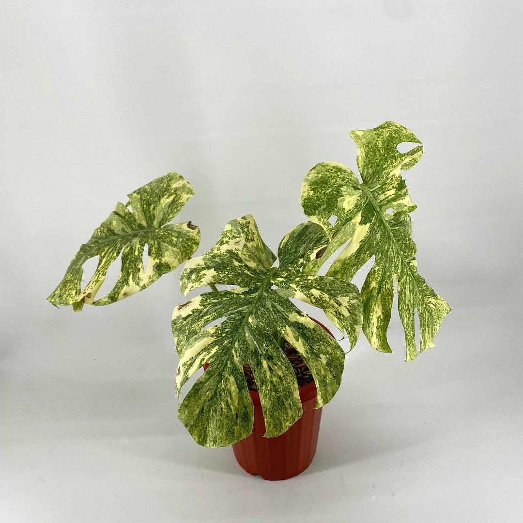 Monstera legacy - Etsy 日本