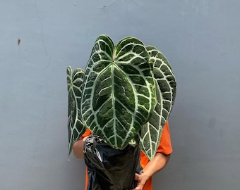 Anthurium dark form Crystallinum Starter Plant (ALL STARTER PLANTS