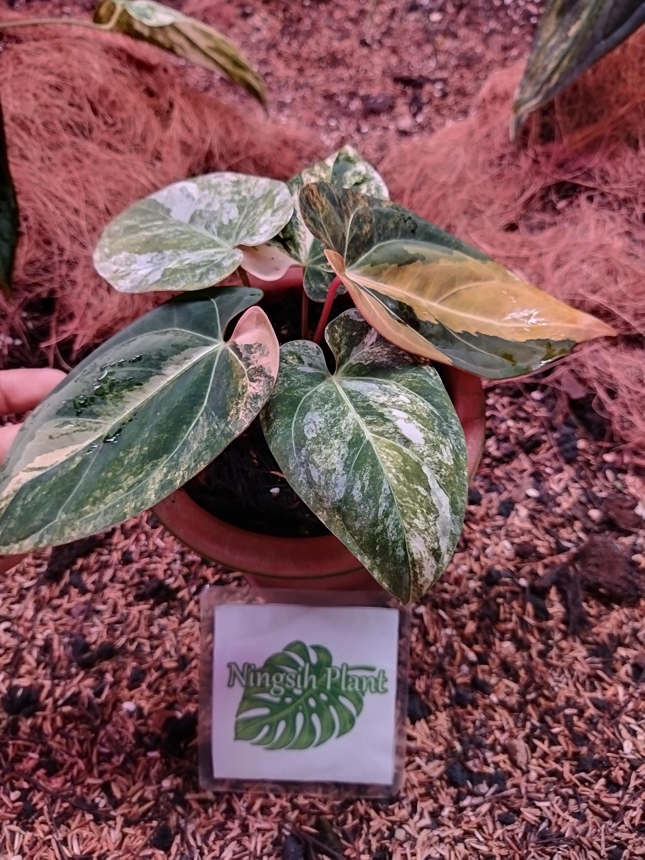 Anthurium dressleri - Etsy 日本