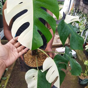 May include: A potted Monstera plant with large, split leaves. Some leaves are half white and half green, while others are solid green. The plant is in a black pot with a brown, mulch-like top layer. The leaves have water droplets.