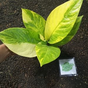 Anthurium Jenmanii Variegated - Etsy Hong Kong