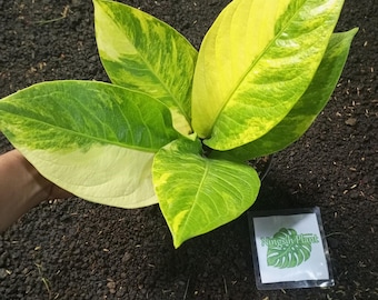 Imagen real Anthurium Jenmanii Variegated