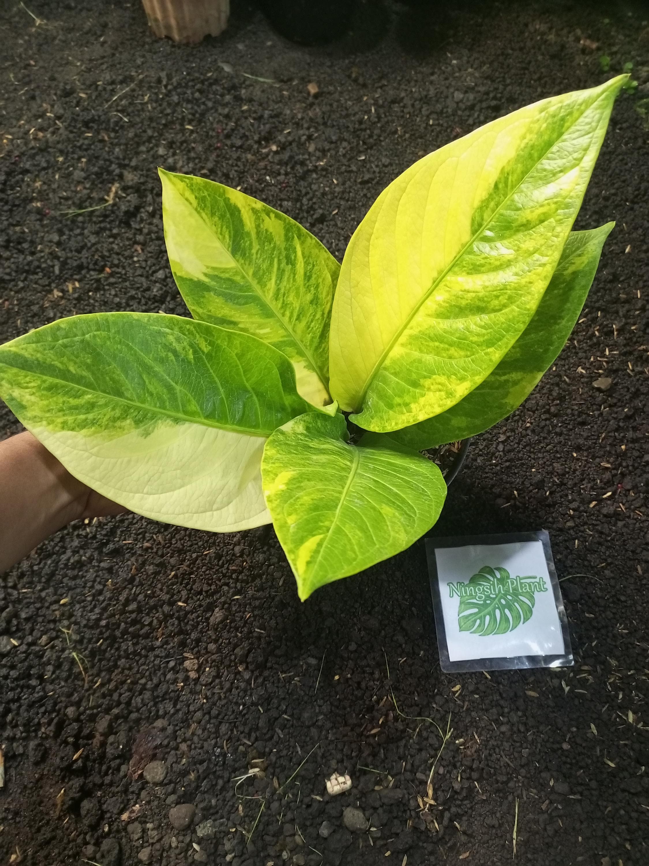 Jenmanii - Etsy 日本