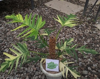 philodendron melano Philodendron melanochrysum – Black Gold Philodendron main image 0