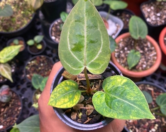 Anthurium Michlle Abigarrado Imagen real