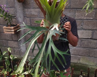 Platycerium Willinckii Large Size | live Tropical Plant | Real picture
