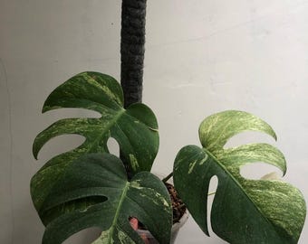 Actuele foto Monstera Jugle Mint 3 blad bont