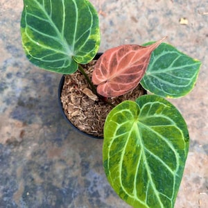 May include: A potted plant with large, heart-shaped leaves. The leaves display a striking pattern of green and yellow veins against a dark green background. One leaf is a reddish-brown color. The plant is in a black pot filled with soil and wood chips.