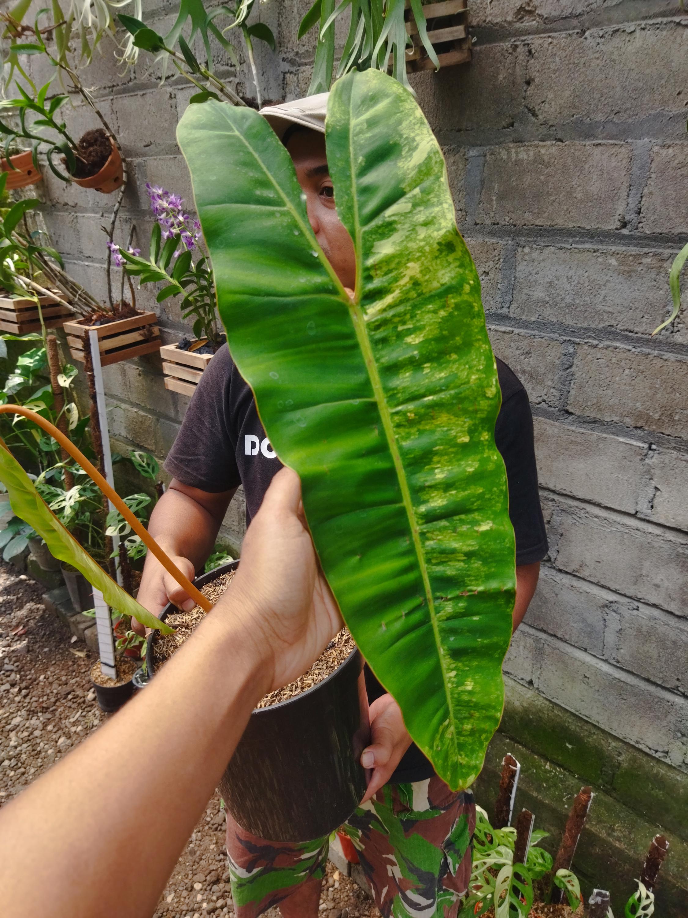 Philodendron billietiae variegated - Etsy 日本