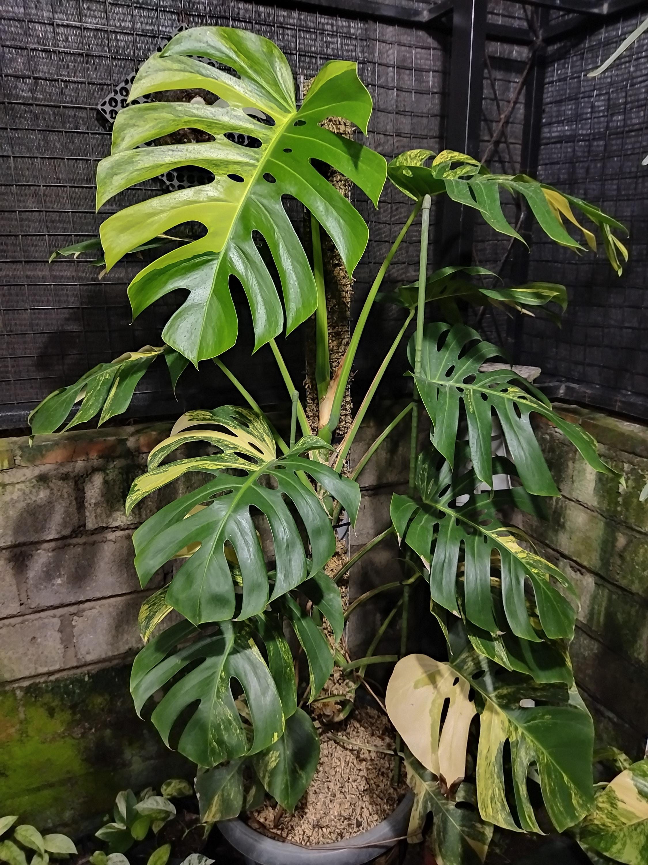 Monstera lemon pom pom - Etsy 日本