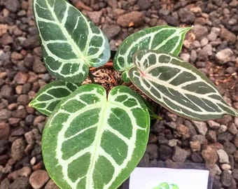 Anthurium Red Crystallinum / Imagen real