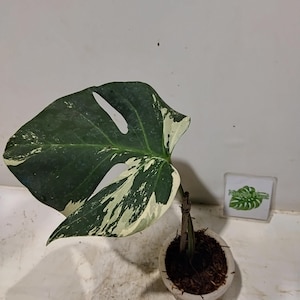 Monstera green snow - Etsy 日本