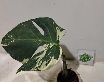 Bonte Monstera Jungle Mint Luxe volwassen grootte echte plant met 1 blad