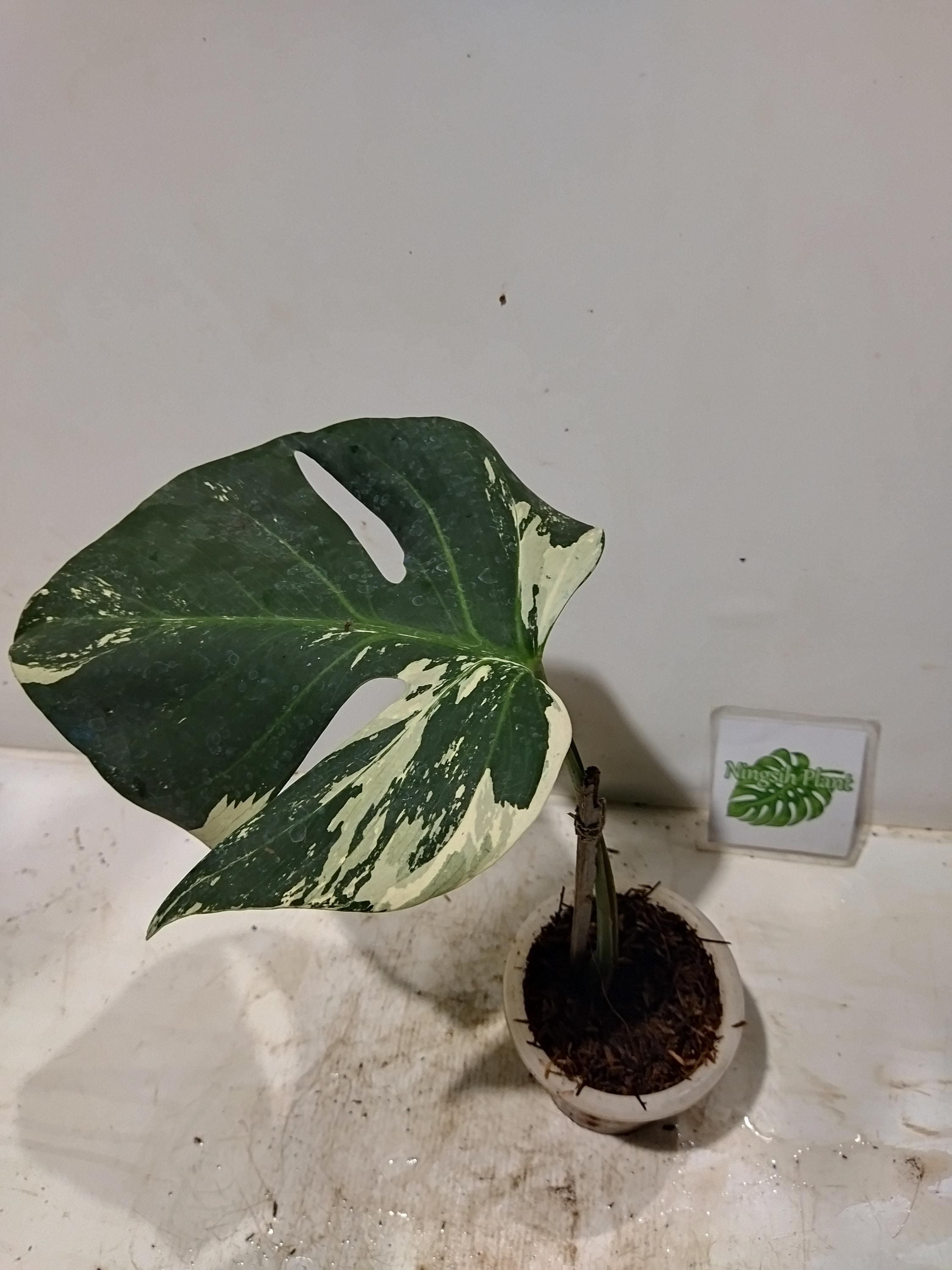 Monstera green snow - Etsy 日本