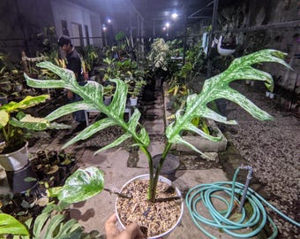 Epipremnum White Devil Monster Variegated Actual plant