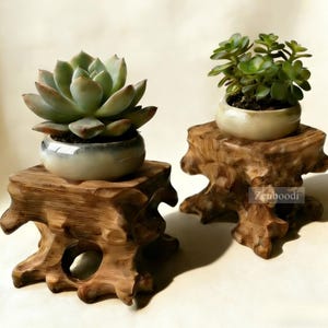 Pode incluir: Duas pequenas plantas suculentas em vasos de cerâmica assentam sobre pedestais de madeira esculpida. Os pedestais têm uma aparência natural e rústica com formas orgânicas. Uma suculenta tem folhas verde-claro, a outra tem folhas verde-escuras.