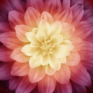 May include: Close-up of a dahlia flower with a gradient of colors. The center is a soft yellow, transitioning to orange, then to a deep pink and purple at the outer edges. The petals are layered, creating a textured, artistic effect.