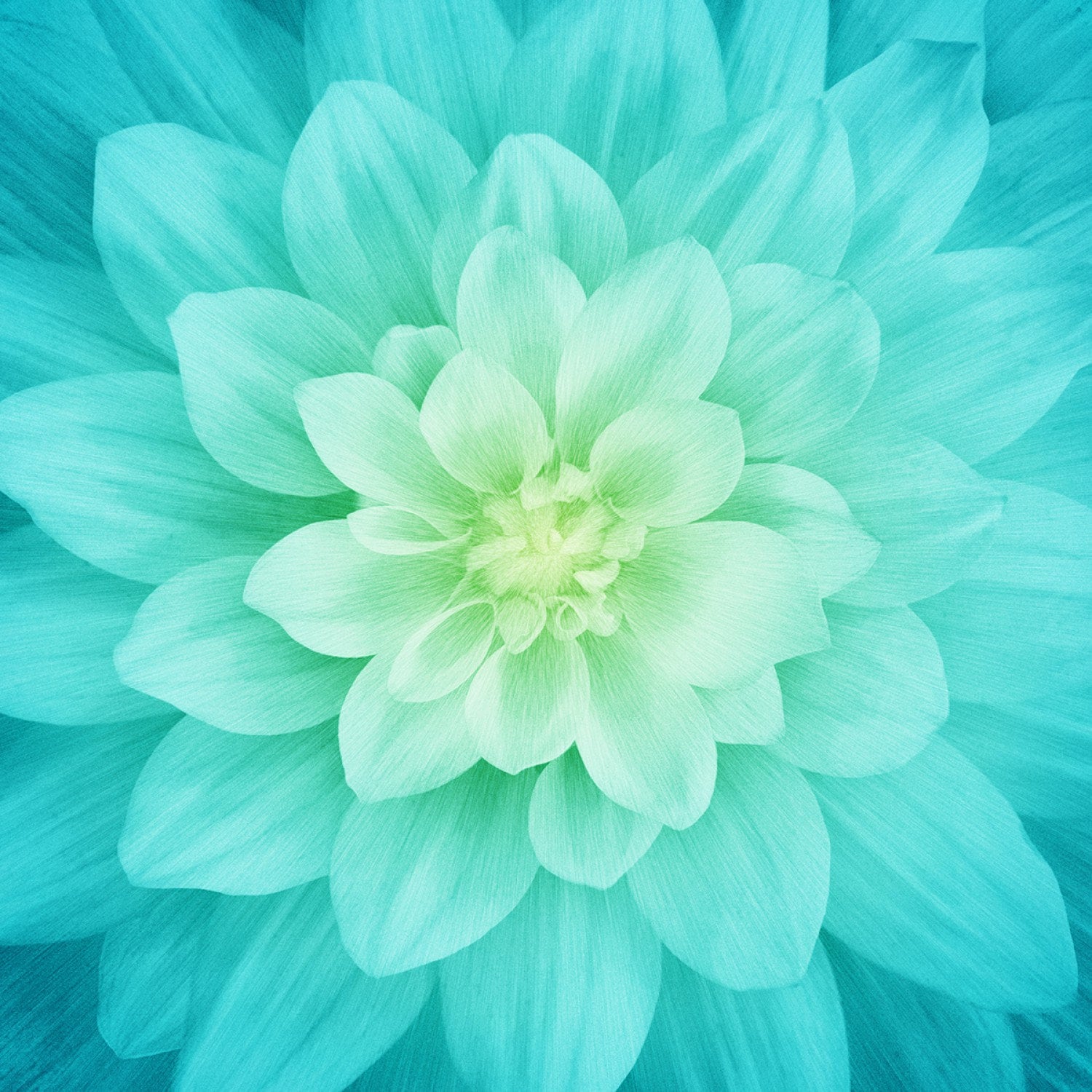 Hoffman Dream Big Floral TIDEPOOL Spectrum Digital Print 42" Square Panel Fabric by the Panel P4389-560 Quilting Sewing Trending Teal Flower
