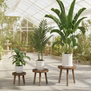 May include: Three potted plants with lush green foliage sit on small, round, wooden plant stands. The plants are in white pots. The scene is set in a bright greenhouse with a glass roof and walls, and a stone floor.