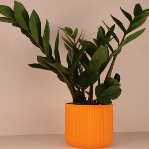 May include: A ZZ plant with dark green leaves in a bright orange, ribbed cylindrical pot. The plant has multiple stems and a full, lush appearance. The pot sits on a white surface against a neutral background.