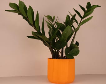May include: A ZZ plant with dark green leaves in a bright orange, ribbed cylindrical pot. The plant has multiple stems and a full, lush appearance. The pot sits on a white surface against a neutral background.