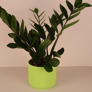 Puede incluir: Una planta ZZ con hojas de color verde oscuro en una maceta verde brillante y acanalada. La planta tiene múltiples tallos y está sobre un fondo neutro. La maceta es cilíndrica y añade un toque de color.