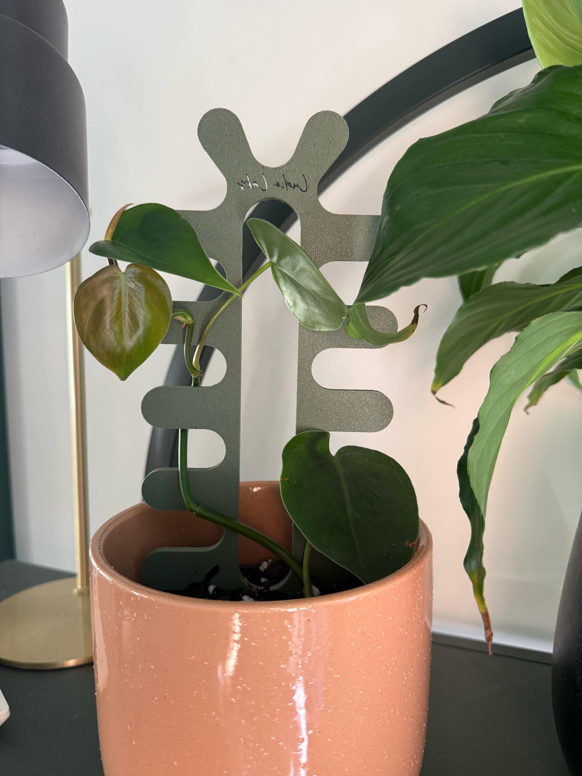 Ric Rac Back Support Ric-rac Plant Stake | Fishbone Cactus Support | Eco-friendly Modern ...