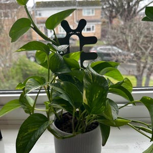 Ric Rac Back Support Ric-rac Plant Stake | Fishbone Cactus Support | Eco-friendly Modern ...
